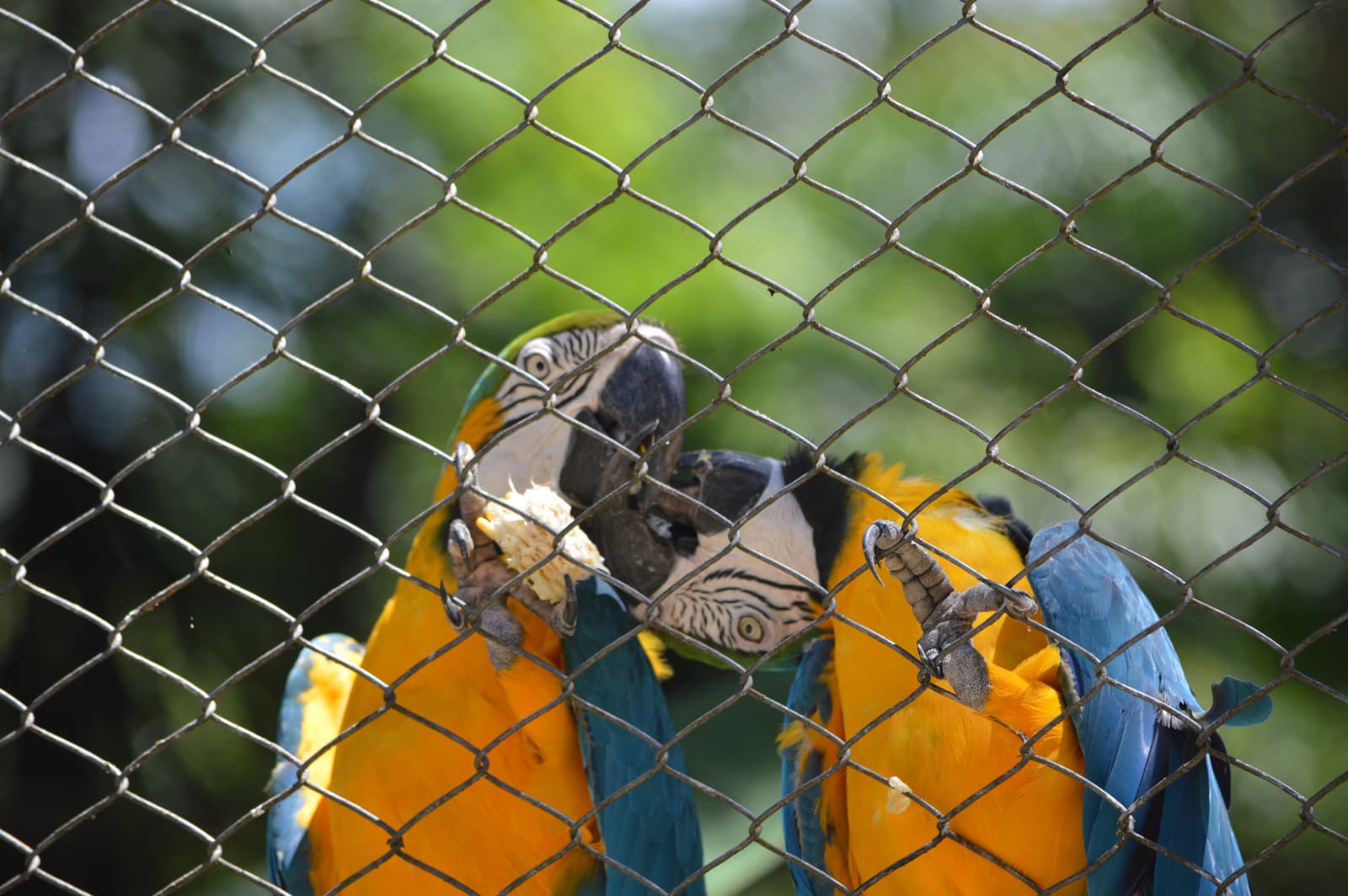 Faune brésilienne au Zoo Bahia de Salvador.